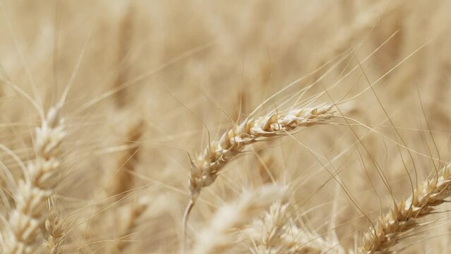 Close up of barley spikes slowly moving in the wind