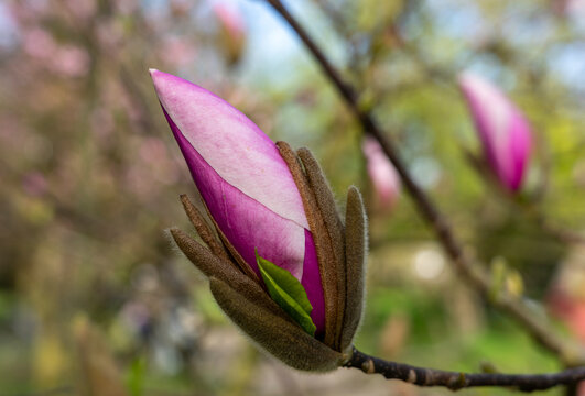 Wunderschöne, geschlossene, rosa, violette Magnolia Blüte im Garten, im Frühjahr, Symbol für Anmut, Schönheit, Reinheit, Weiblichkeit
