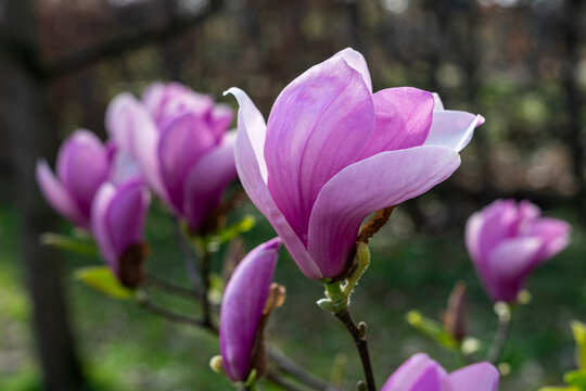 Wunderschöne rosa violette Magnolien Blüte im Garten, im Frühjahr, Symbol für Anmut, Schönheit, Reinheit, Weiblichkeit