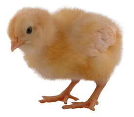 Bright yellow chicken chick in an isolated studio shot