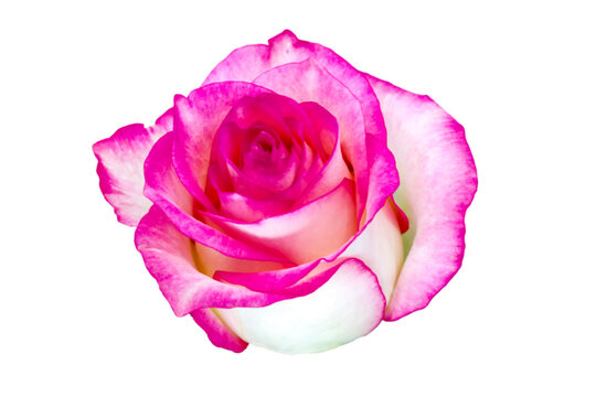 Beautiful flower Pink with white Rose isolated on white Awesome view for decorating background design Lovely Side view Floral element