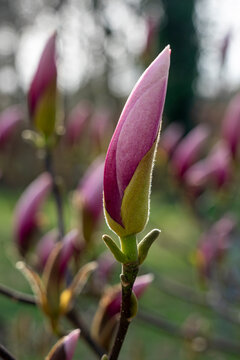 Wunderschöne, geschlossene, rosa, violette Magnolia Blüte im Garten, im Frühjahr, Symbol für Anmut, Schönheit, Reinheit, Weiblichkeit