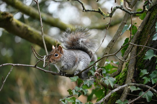 squirrel on a tree