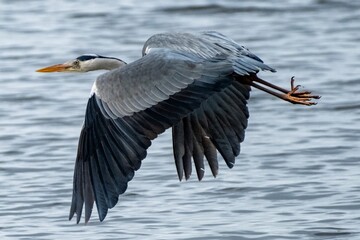 gray heron in flight at the north sea