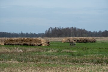 bundle of harvested reed canary grass