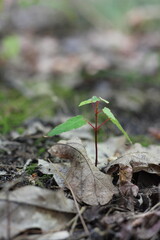 A young tree sapling growing in the wilderness.