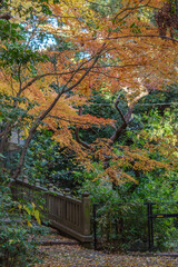 東京赤坂にある氷川神社の美しい秋の境内