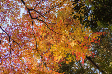東京赤坂にある氷川神社の美しい秋の境内