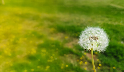 dandelion flower for wish with green background