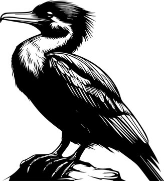 recommend clip art: Stylized Black Cormorant Vector Illustration
                    
