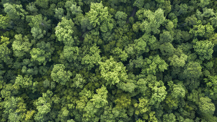 Aerial view of dense, lush green forest canopy from above.