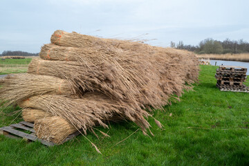 bundle of harvested reed canary grass