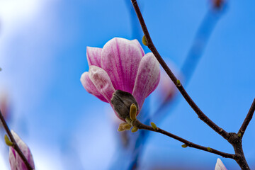 Close-up of beautiful pink white blossom of magnolia tree in garden at Swiss City of Zürich on a...