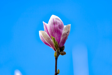 Close-up of beautiful pink white blossom of magnolia tree in garden at Swiss City of Zürich on a...