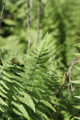 fern in the forest