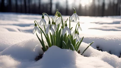 Foto op Plexiglas spring crocus flowers in snow © Anastasia