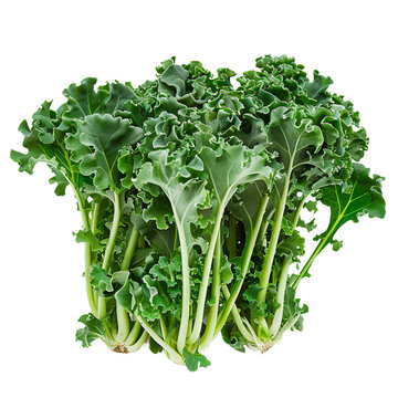 Kale Sprouts, transparent background, isolated image, generative AI