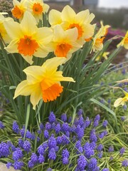 yellow flowers