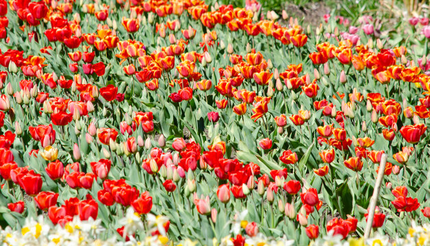 tulip field, yellow and red flowers, blooming tulips.flowered