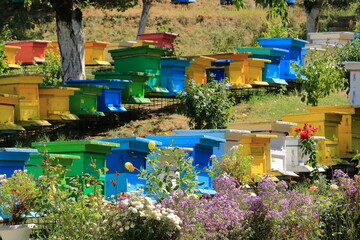 Colorful Beehives in Albania. Collection of Hives with Colonies of Bees Kept for Honey in Garden