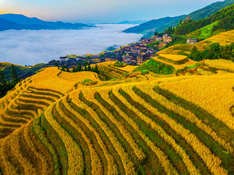 Beautiful Autumn Rice Harvest Scenery in Longji Terraced Fields