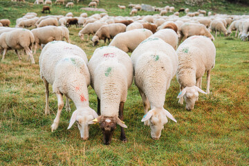Flock of sheep grazing on hill in farmland
