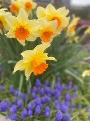 yellow and red flowers