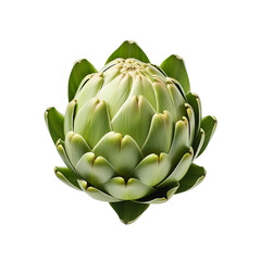 artichoke isolated on white background