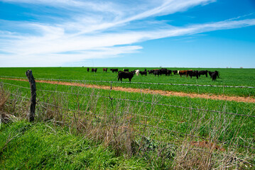 Large herds of black Aberdeen Angus and Charolais cattle cows grazing on large ranch farmland...