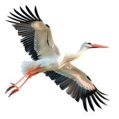 Fototapeta premium white stork in flight