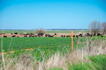 Rolling farmland with organic grass fed, water pond, shade trees and large herds of black Aberdeen Angus and Charolais cattle cows grazing, drinking water at free ranch livestock farming in Texas