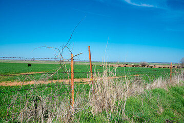 Weather T-post and barbed wire fencing over large ranch farmland with huge herds of Aberdeen Angus...