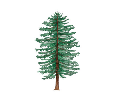 larch tree isolated. Realistic botanic illustration of larch. Hand drawn illustration. Isolated on white background