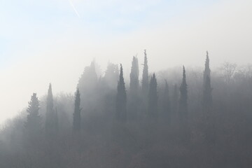 Fototapeta na wymiar panorama con cipressi e nebbia in inverno