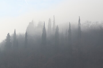 Fototapeta na wymiar panorama con cipressi e nebbia in inverno