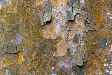 tree bark surface texture, Abstract on tree bark surface, natural tree surface background, arts in the natural tree.