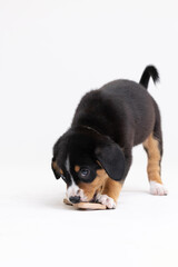 Entlebucher Mountain Dog puppy on a white background in the studio