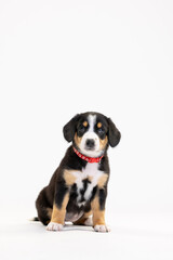 Entlebucher Mountain Dog puppy on a white background in the studio