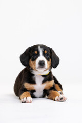 Entlebucher Mountain Dog puppy on a white background in the studio