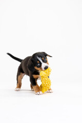 Entlebucher Mountain Dog puppy on a white background in the studio