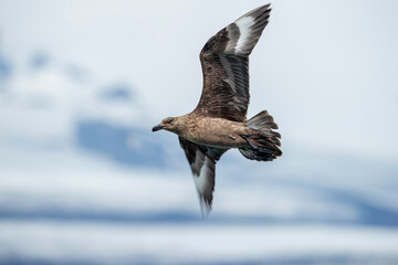 Large pirate gull bird ( Stercorarius skua ) flying in Antarctic skies.