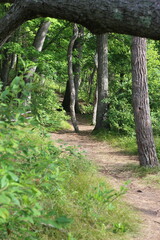 path in the woods