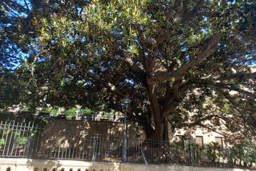 Ficus de La Misericordia, Mallora  2’30 m. perímetro, 20 m. de alzada, 35 m de copa, 