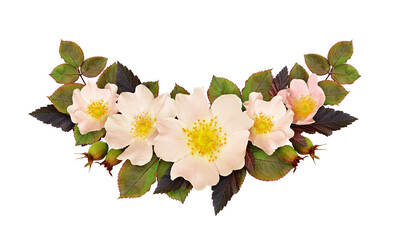 Wild rose flowers and leaves arrangement in a floral arrangement isolated on white or transparent background