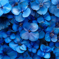 Blue hydrangea flowers in close-up. Paper background.