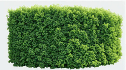 green grass isolated on white