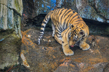 baby tiger in the zoo