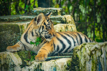baby tiger in the zoo