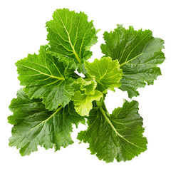 Mustard Greens, transparent background, isolated image, generative AI