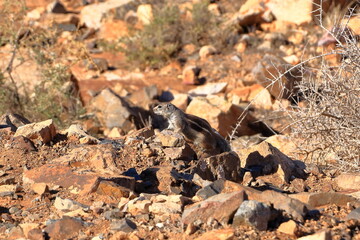 Barbary ground squirrel (Atlantoxerus getulus) sitting on a rock, Fuerteventura, Canary Islands, Spain